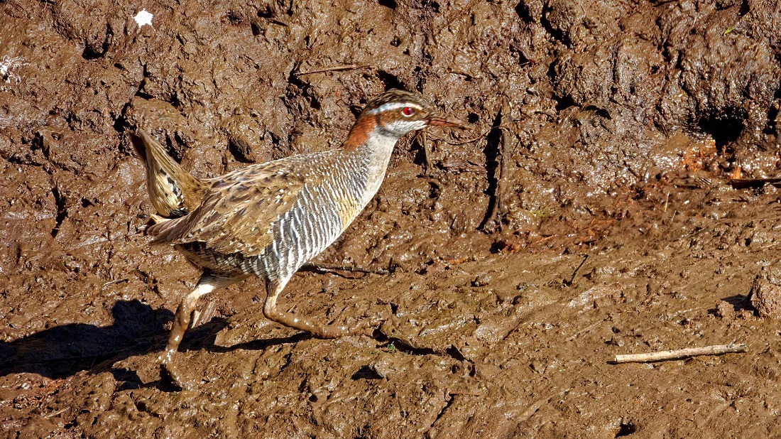 Cropped Banded Rail