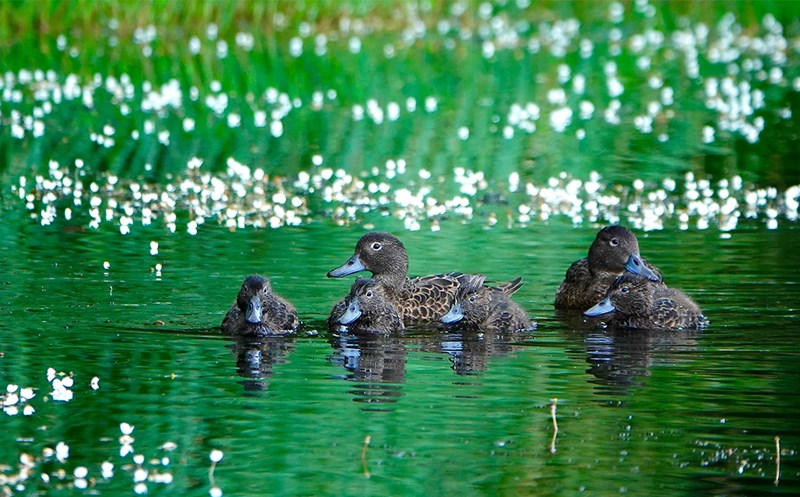 Threatened Bird Life