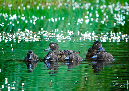 Threatened Bird Life Thumbnail