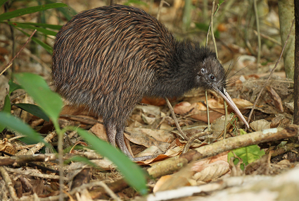 NI Brown Kiwi Credit Ruud Kleinpaste Cropped