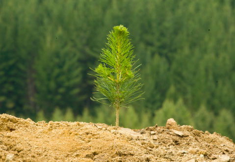 Caring For Environmnet Sapling