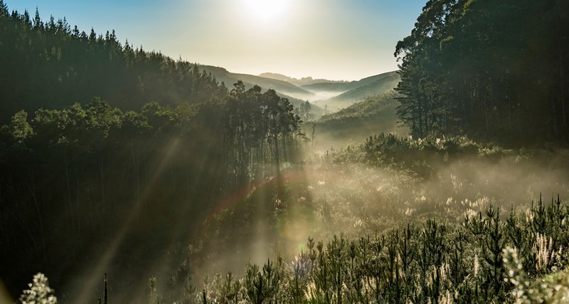 Northland Forest.WIDE