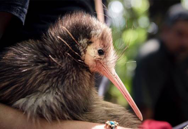 Kiwi