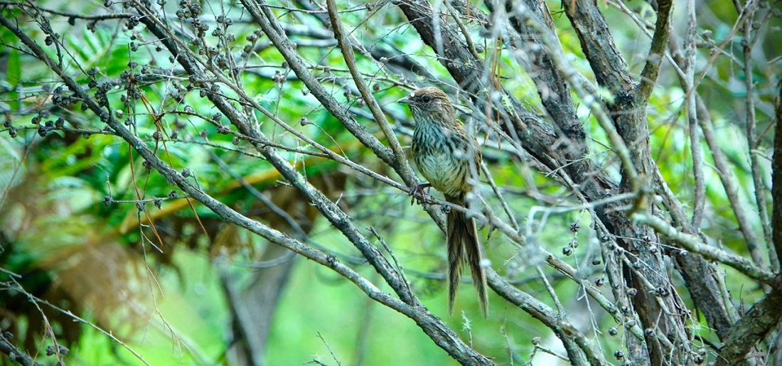 Cropped Fernbird