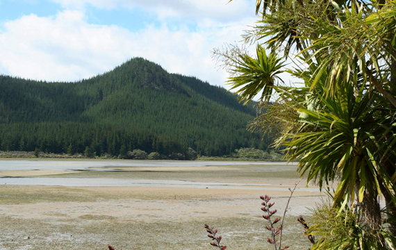 Image Of Mountain Forest