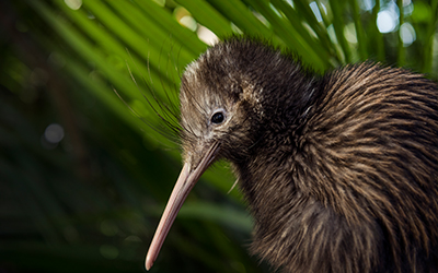 Help Protect Kiwi