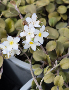 Forget Me Not Plant At Nursery Cropped